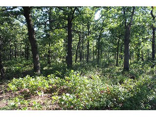 Property photo 19 - LAND AUCTION - 440+/- ACRES OFFERED IN 17 TRACTS IN OSAGE CO., OKLAHOMA